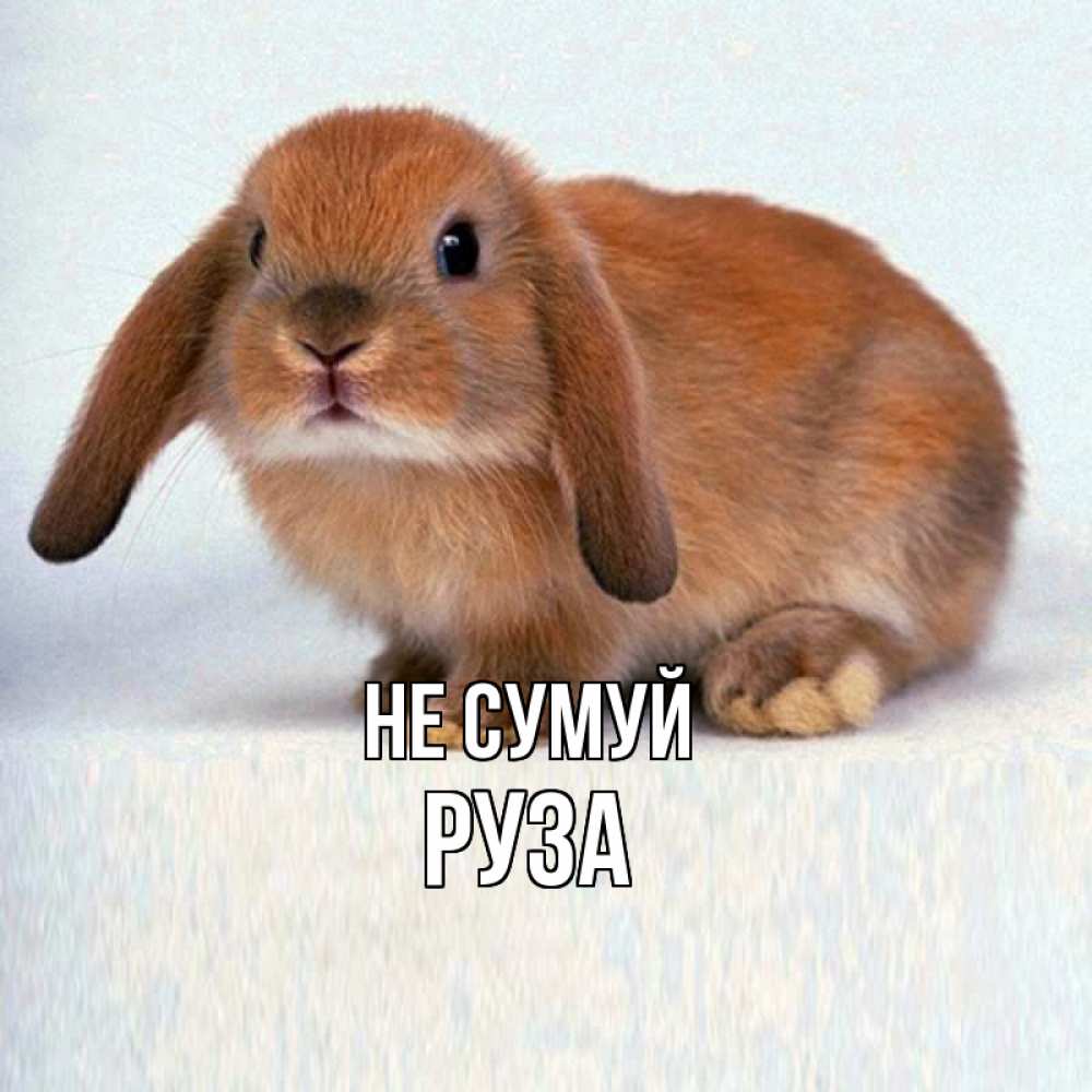 Открытка на каждый день з підписом, Руза Не сумуй вислоухий рыжий кролик Прикольна листівка з побажанням онлайн скачати безкоштовно 