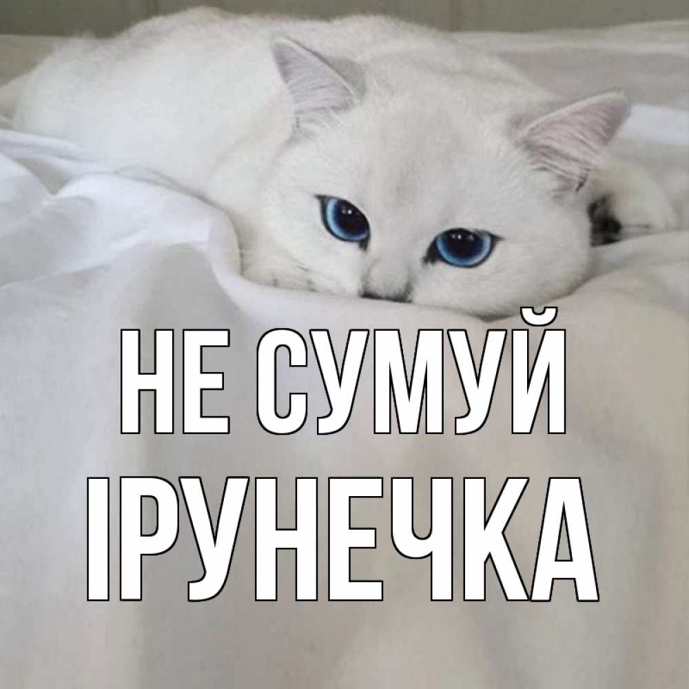 Открытка на каждый день з підписом, Ірунечка Не сумуй белый кот с голубыми глазами на белоснежной кровати Прикольна листівка з побажанням онлайн скачати безкоштовно 
