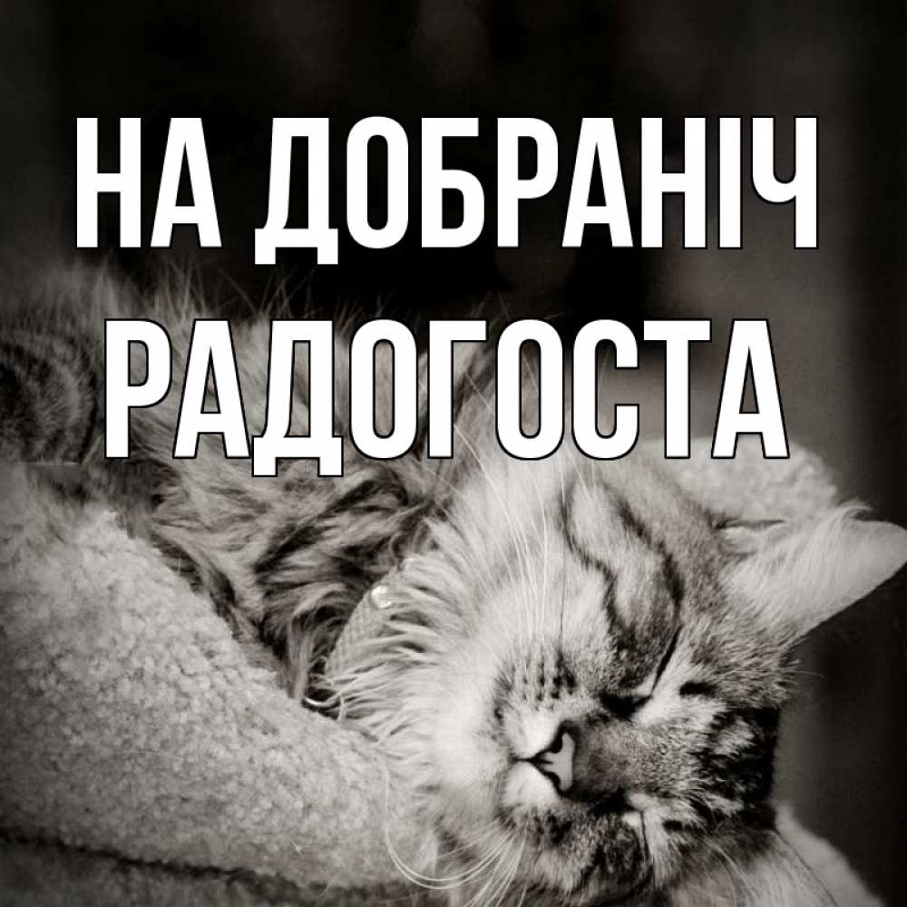 Открытка на каждый день з підписом, Радогоста На добраніч котярик пушистый Прикольна листівка з побажанням онлайн скачати безкоштовно 