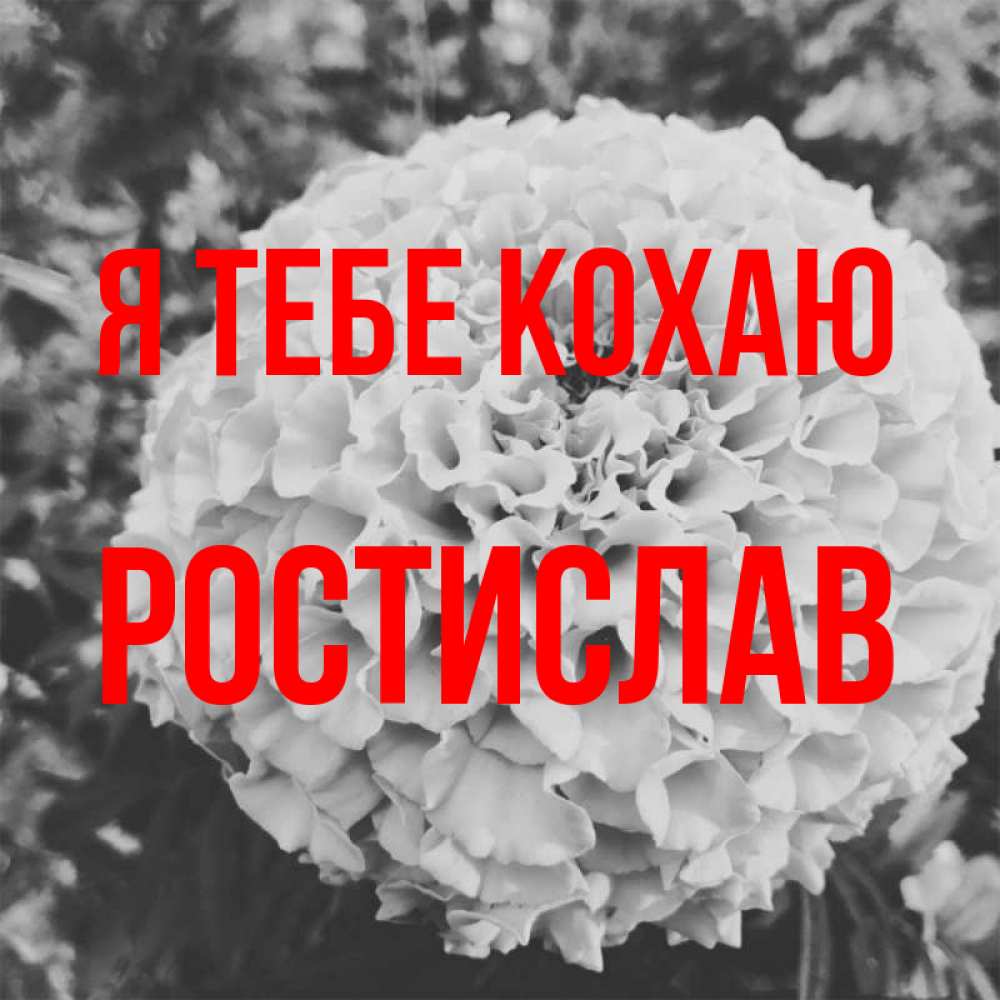 Открытка на каждый день з підписом, Ростислав Я тебе кохаю подпись Прикольна листівка з побажанням онлайн скачати безкоштовно 