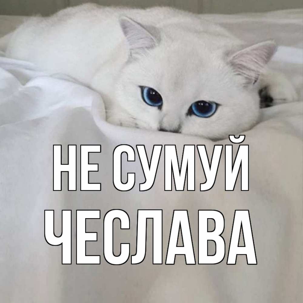 Открытка на каждый день з підписом, Чеслава Не сумуй белый кот с голубыми глазами на белоснежной кровати Прикольна листівка з побажанням онлайн скачати безкоштовно 
