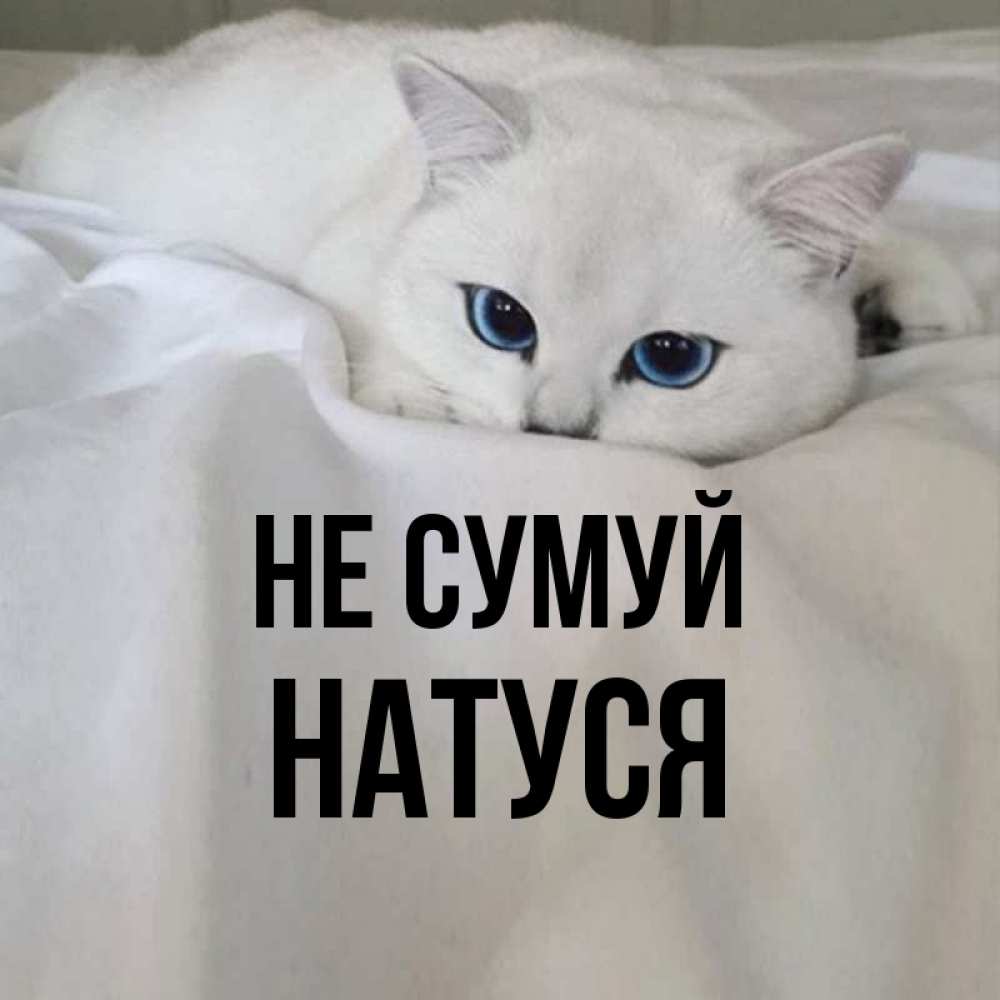 Открытка на каждый день з підписом, Натуся Не сумуй Голубоглазая кошка Прикольна листівка з побажанням онлайн скачати безкоштовно 