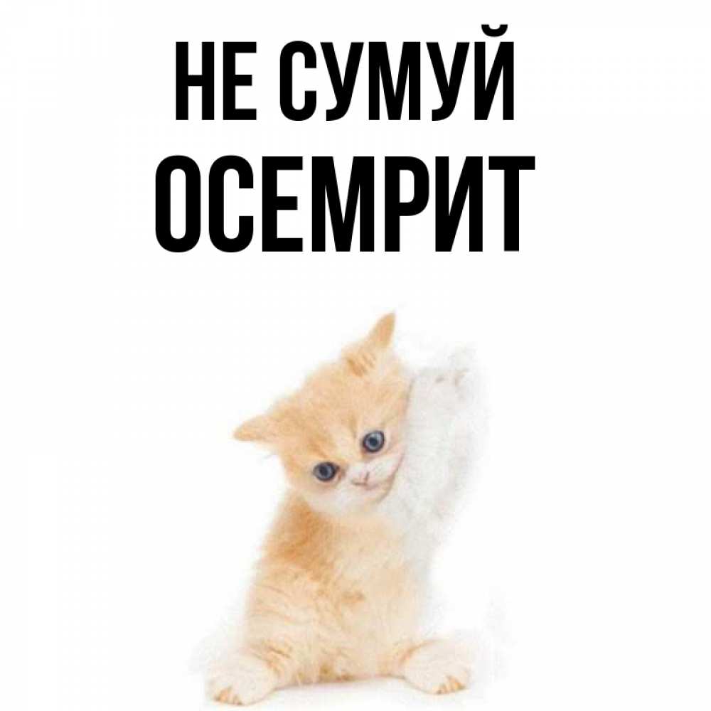 Открытка на каждый день з підписом, Осемрит Не сумуй просящий кот Прикольна листівка з побажанням онлайн скачати безкоштовно 
