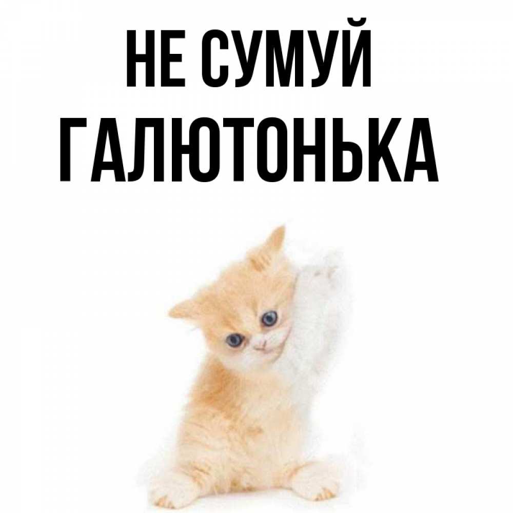 Открытка на каждый день з підписом, Галютонька Не сумуй просящий кот Прикольна листівка з побажанням онлайн скачати безкоштовно 