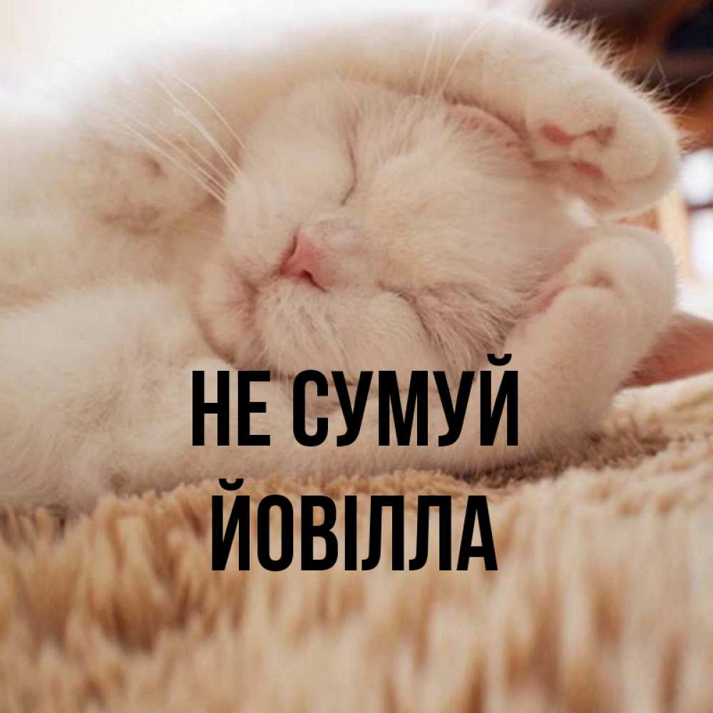 Открытка на каждый день з підписом, Йовілла Не сумуй Котенок спит Прикольна листівка з побажанням онлайн скачати безкоштовно 