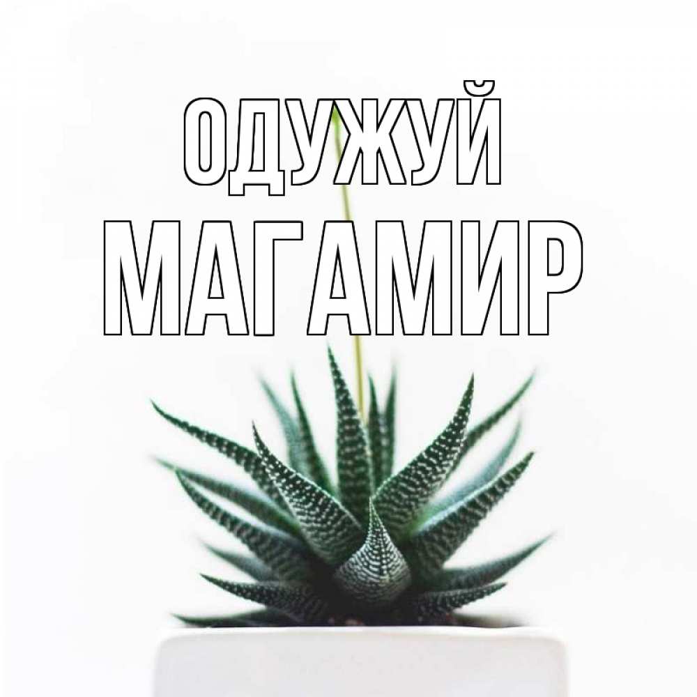 Открытка на каждый день з підписом, Магамир Одужуй короче это непонятная колючка Прикольна листівка з побажанням онлайн скачати безкоштовно 