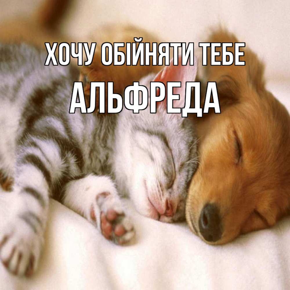 Открытка на каждый день з підписом, Альфреда Хочу обійняти тебе пес и котенок Прикольна листівка з побажанням онлайн скачати безкоштовно 