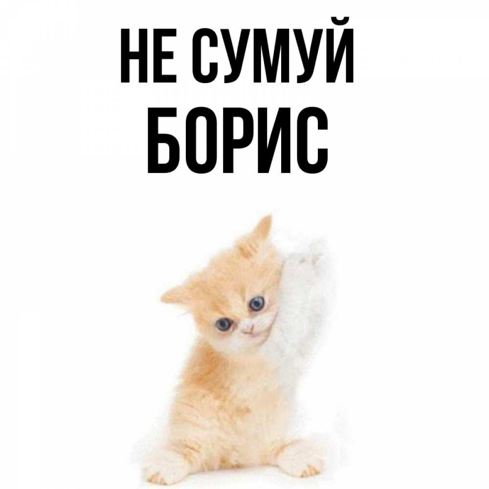 Открытка на каждый день з підписом, Борис Не сумуй просящий кот Прикольна листівка з побажанням онлайн скачати безкоштовно 