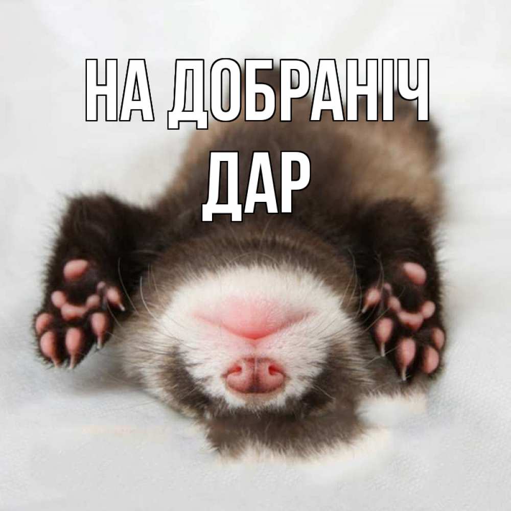 Открытка на каждый день з підписом, Дар На добраніч зверек Прикольна листівка з побажанням онлайн скачати безкоштовно 