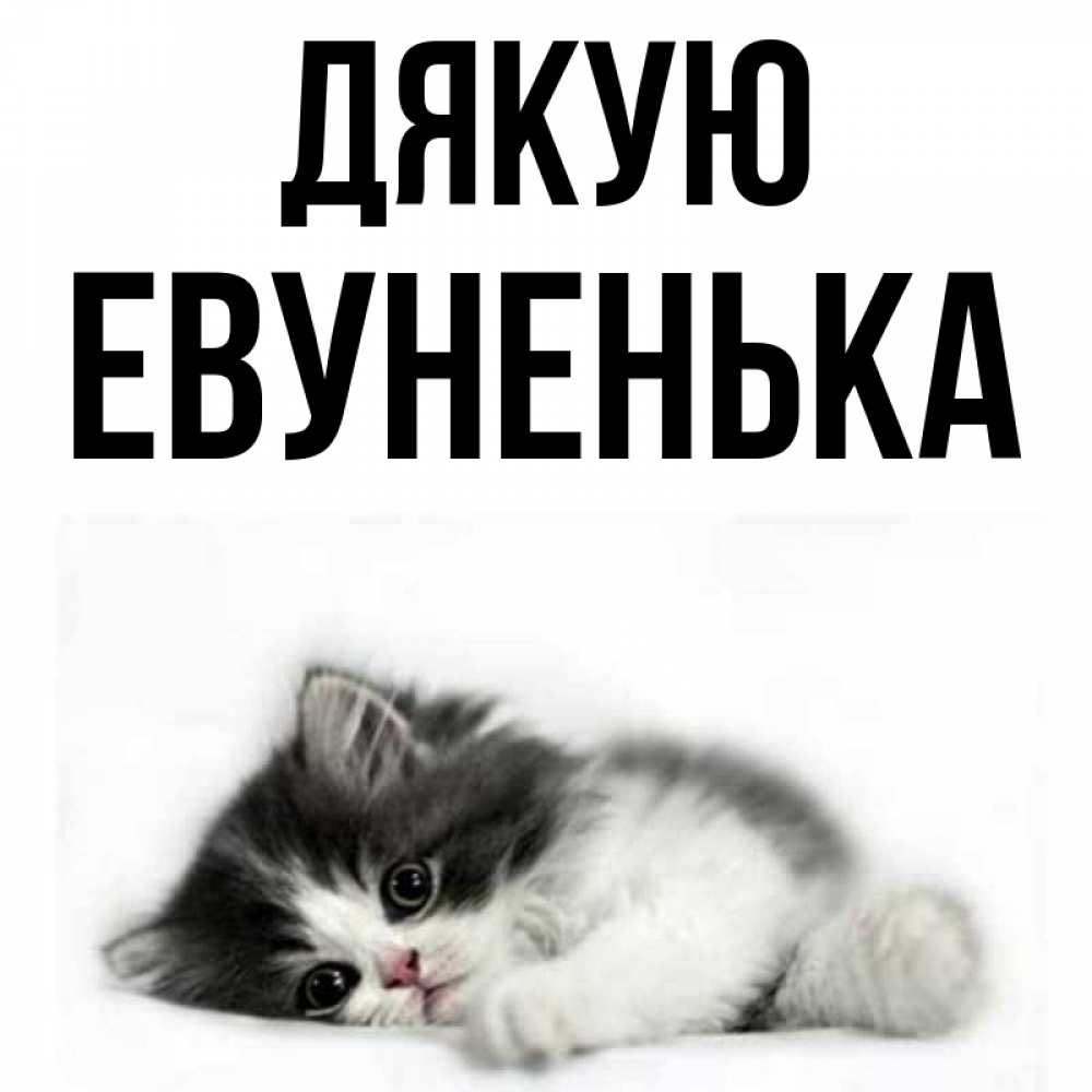 Открытка на каждый день з підписом, Евуненька Дякую черный и белый кот Прикольна листівка з побажанням онлайн скачати безкоштовно 