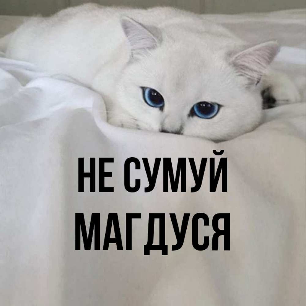 Открытка на каждый день з підписом, Магдуся Не сумуй Голубоглазая кошка Прикольна листівка з побажанням онлайн скачати безкоштовно 