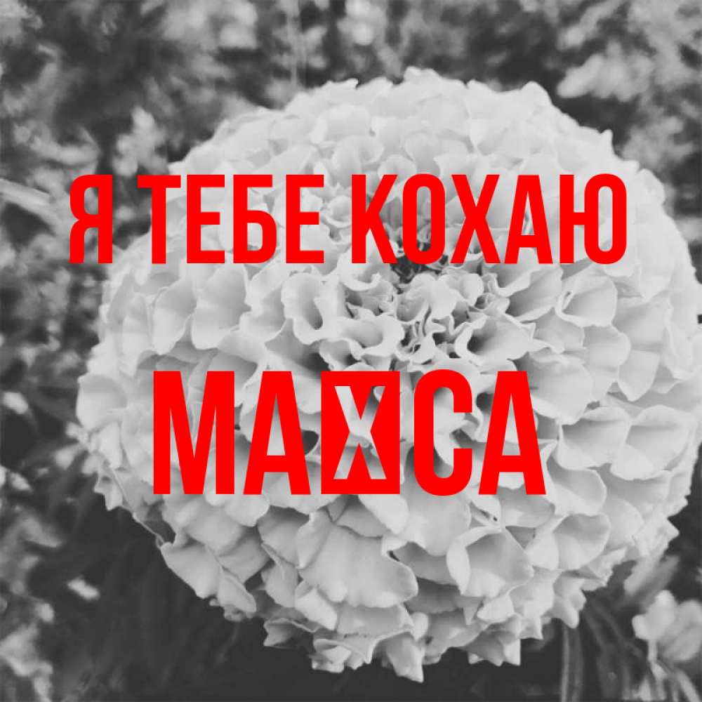 Открытка на каждый день з підписом, Маїса Я тебе кохаю подпись Прикольна листівка з побажанням онлайн скачати безкоштовно 