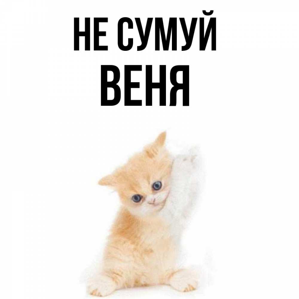Открытка на каждый день з підписом, Веня Не сумуй просящий кот Прикольна листівка з побажанням онлайн скачати безкоштовно 