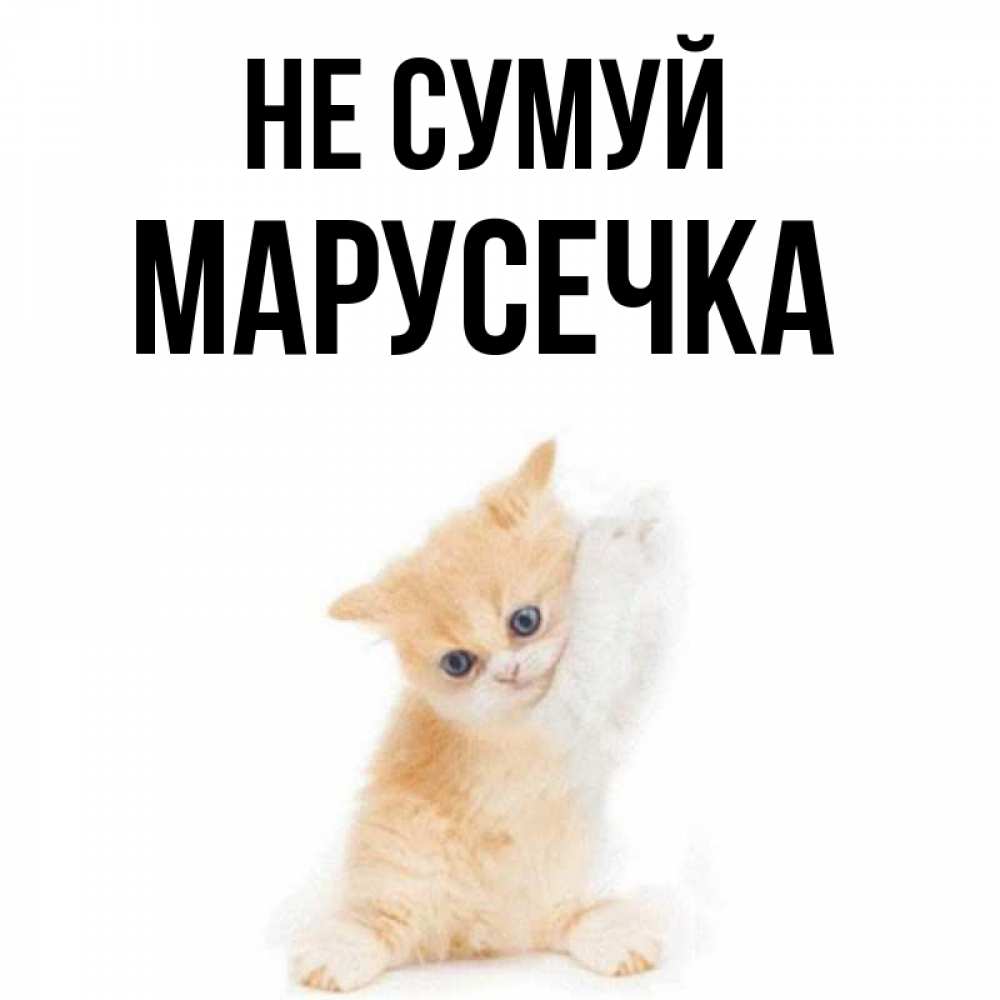 Открытка на каждый день з підписом, Марусечка Не сумуй просящий кот Прикольна листівка з побажанням онлайн скачати безкоштовно 