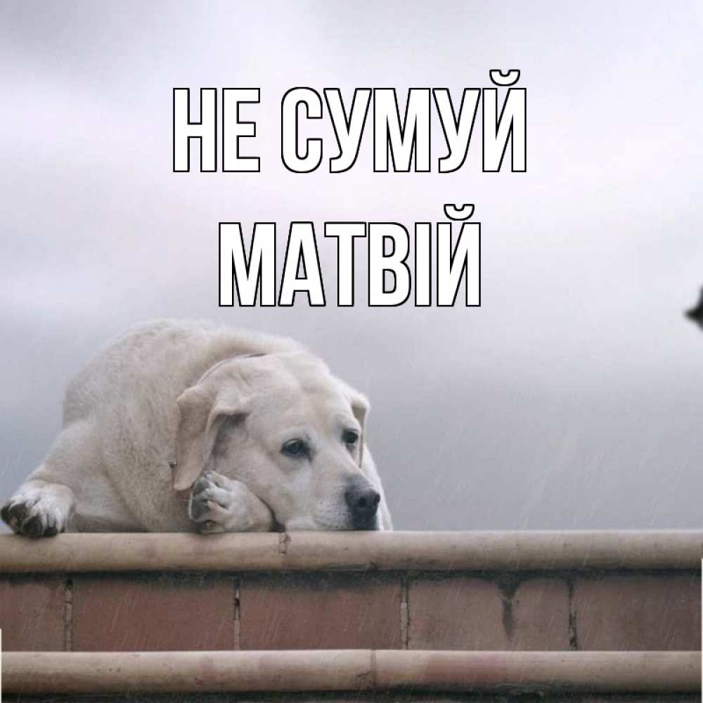 Открытка на каждый день з підписом, Матвій Не сумуй белый пес 1 Прикольна листівка з побажанням онлайн скачати безкоштовно 