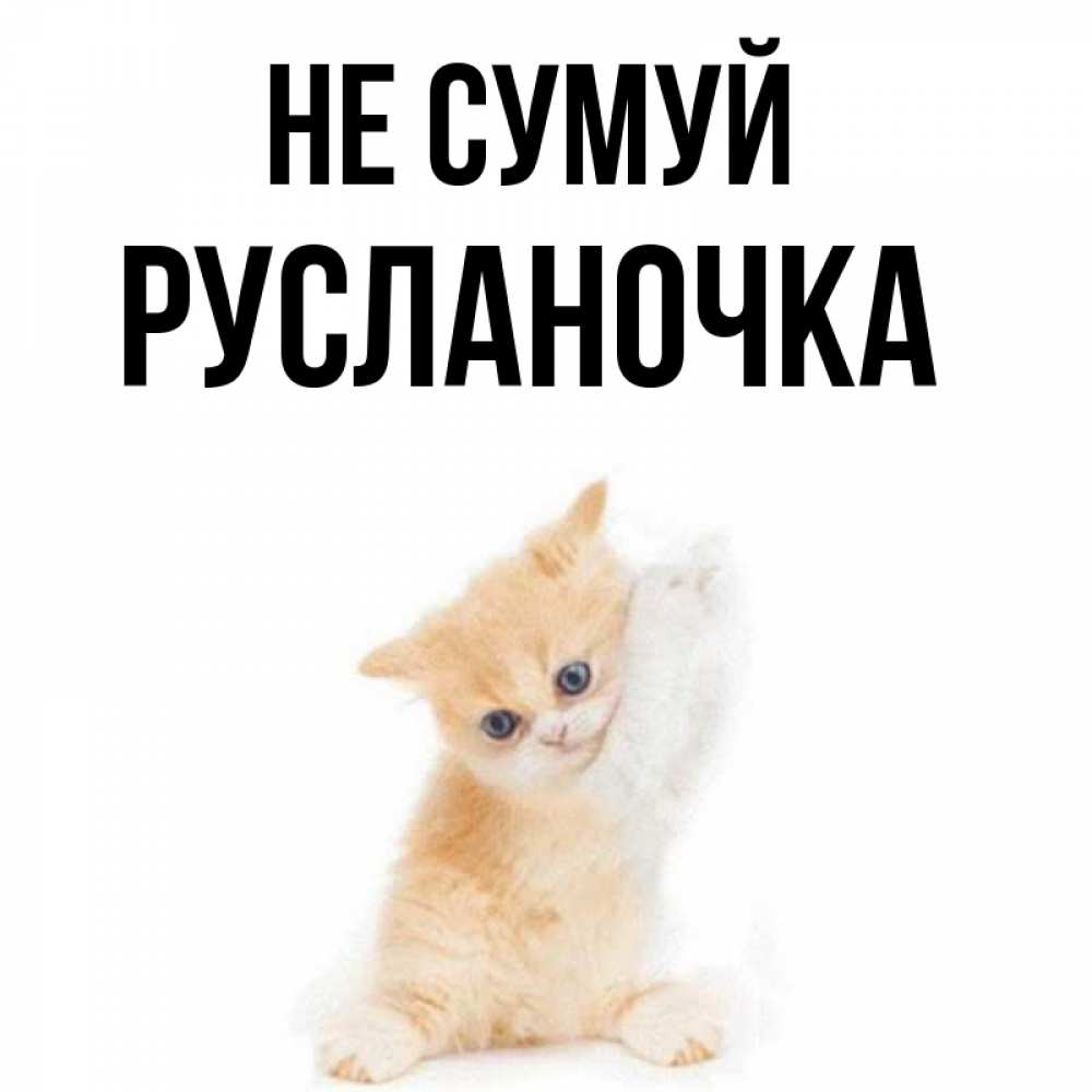 Открытка на каждый день з підписом, Русланочка Не сумуй просящий кот Прикольна листівка з побажанням онлайн скачати безкоштовно 