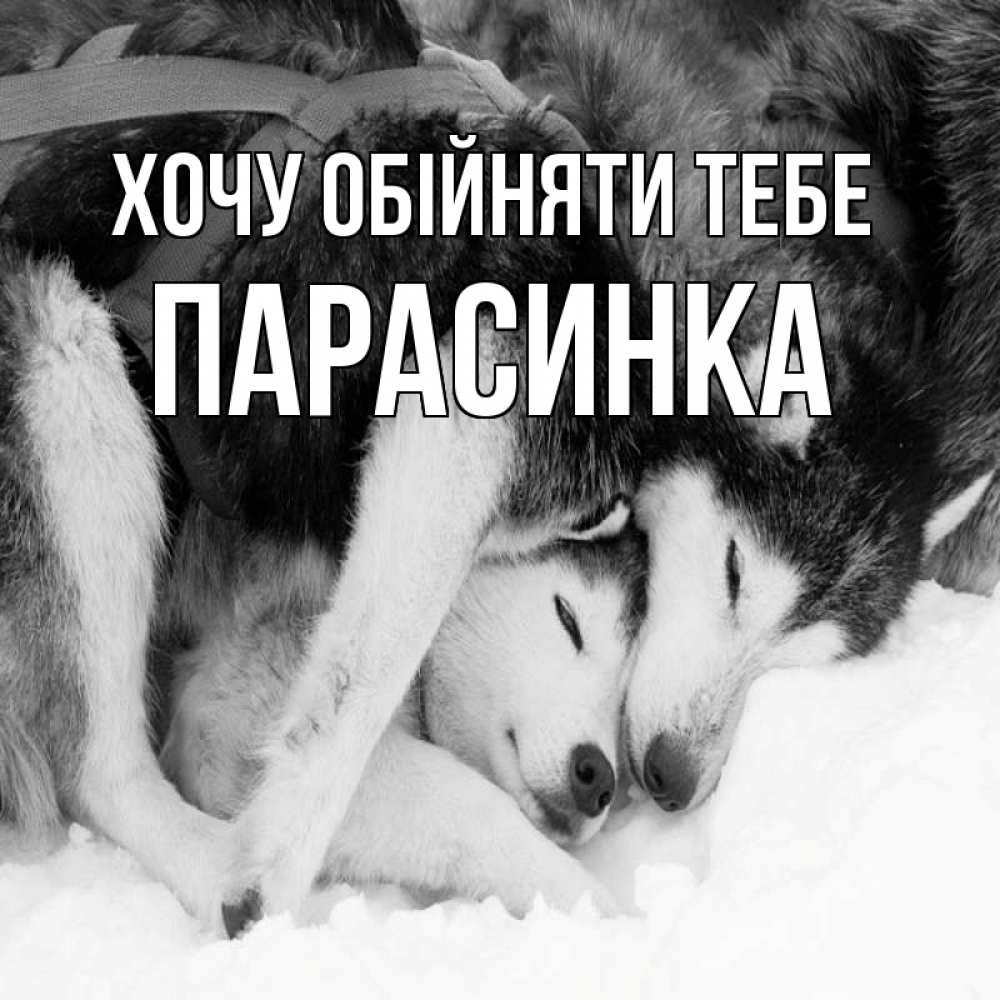 Открытка на каждый день з підписом, Парасинка Хочу обійняти тебе собачки в упряжке Прикольна листівка з побажанням онлайн скачати безкоштовно 