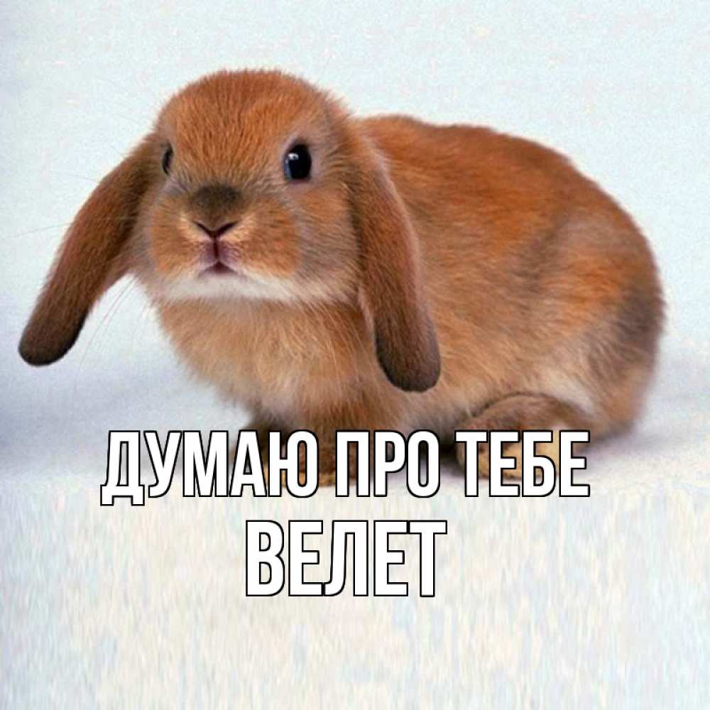 Открытка на каждый день з підписом, Велет Думаю про тебе кроль коричневый Прикольна листівка з побажанням онлайн скачати безкоштовно 