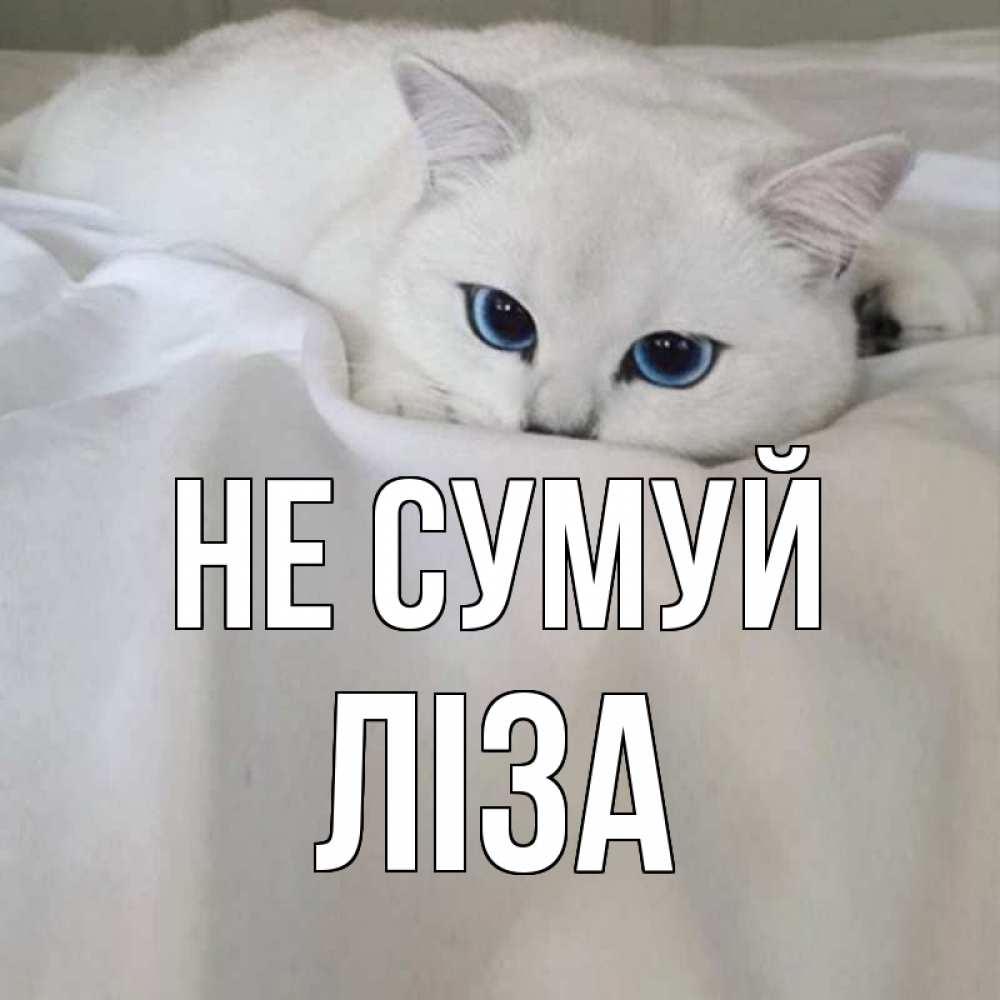 Открытка на каждый день з підписом, Ліза Не сумуй белый кот с голубыми глазами на белоснежной кровати Прикольна листівка з побажанням онлайн скачати безкоштовно 