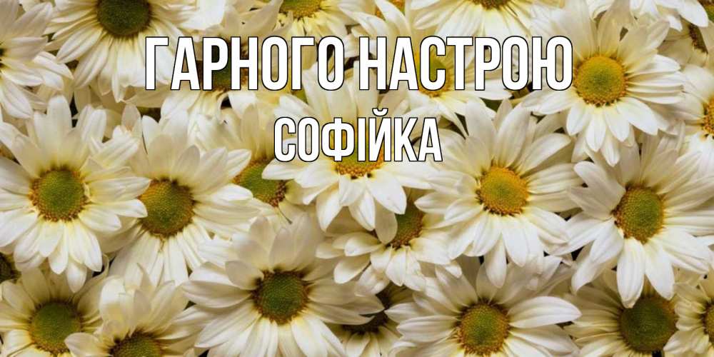 Открытка на каждый день з підписом, Софійка Гарного настрою крупные ромашки Прикольна листівка з побажанням онлайн скачати безкоштовно 