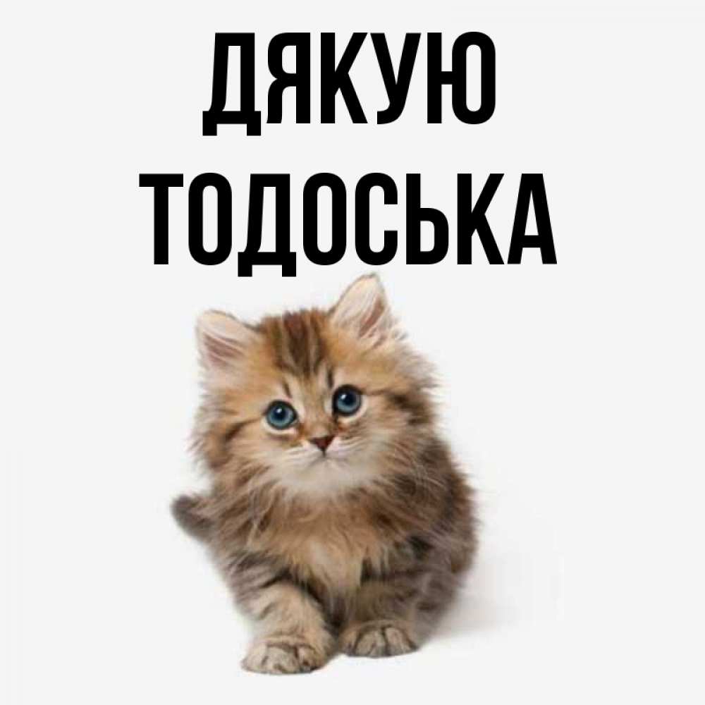Открытка на каждый день з підписом, Тодоська Дякую пушистый котик Прикольна листівка з побажанням онлайн скачати безкоштовно 