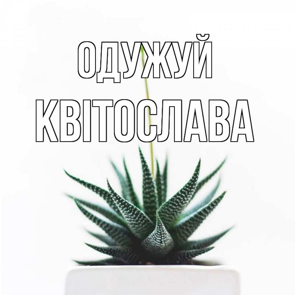 Открытка на каждый день з підписом, Квітослава Одужуй короче это непонятная колючка Прикольна листівка з побажанням онлайн скачати безкоштовно 