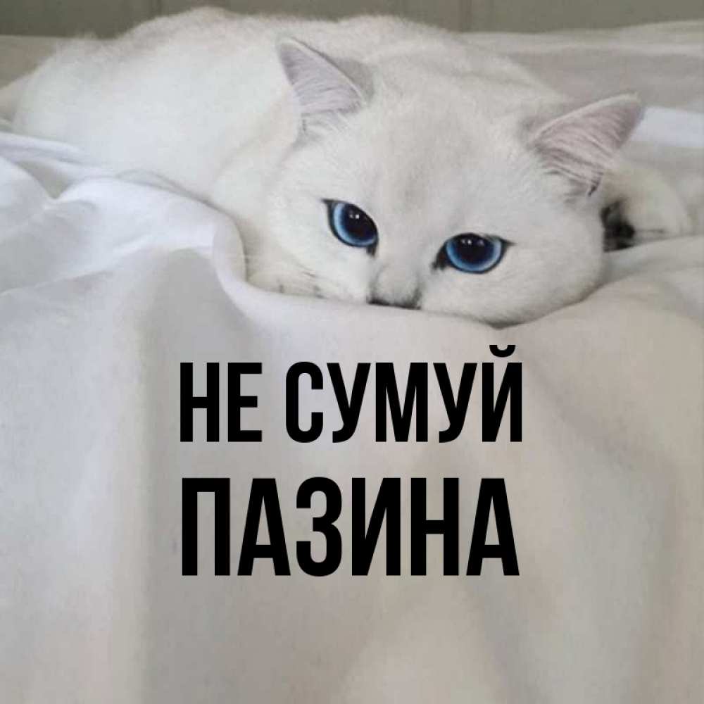 Открытка на каждый день з підписом, Пазина Не сумуй Голубоглазая кошка Прикольна листівка з побажанням онлайн скачати безкоштовно 