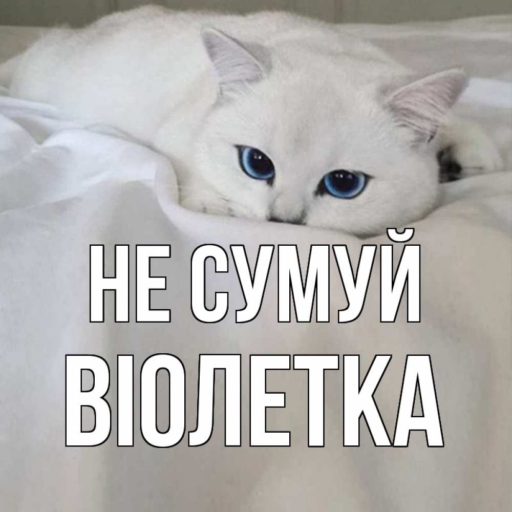 Открытка на каждый день з підписом, Віолетка Не сумуй белый кот с голубыми глазами на белоснежной кровати Прикольна листівка з побажанням онлайн скачати безкоштовно 