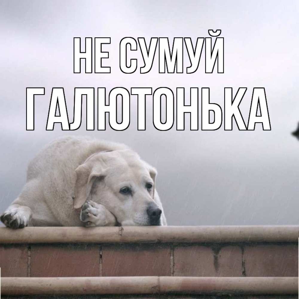 Открытка на каждый день з підписом, Галютонька Не сумуй белый пес 1 Прикольна листівка з побажанням онлайн скачати безкоштовно 