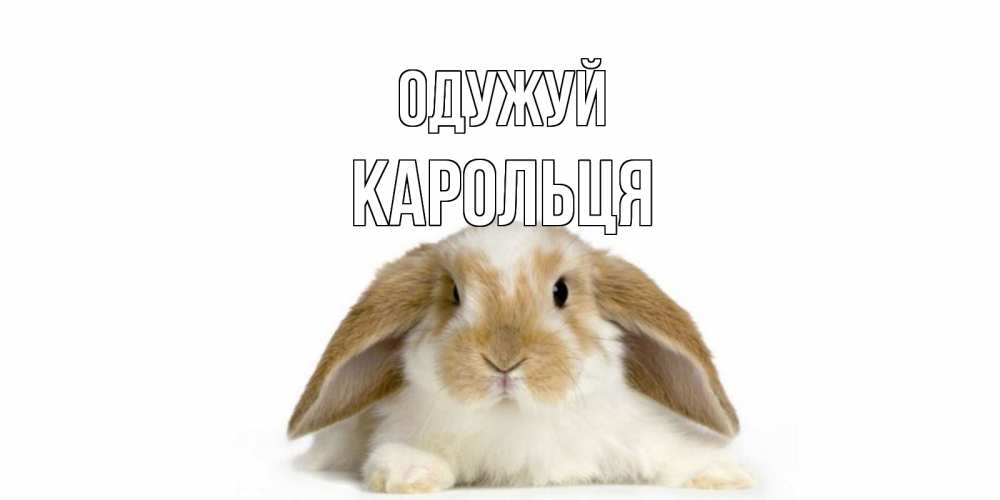 Открытка на каждый день з підписом, Карольця Одужуй вислоухий кролик белого и коричневого цвета Прикольна листівка з побажанням онлайн скачати безкоштовно 