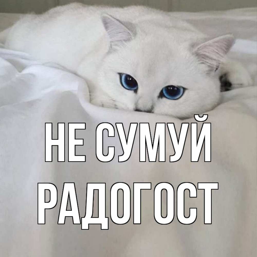 Открытка на каждый день з підписом, Радогост Не сумуй белый кот с голубыми глазами на белоснежной кровати Прикольна листівка з побажанням онлайн скачати безкоштовно 