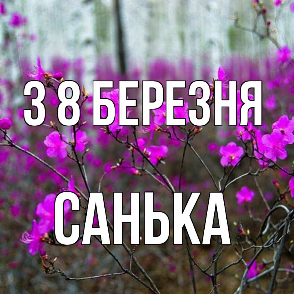 Открытка на каждый день з підписом, Санька З 8 БЕРЕЗНЯ дикие цветы Прикольна листівка з побажанням онлайн скачати безкоштовно 