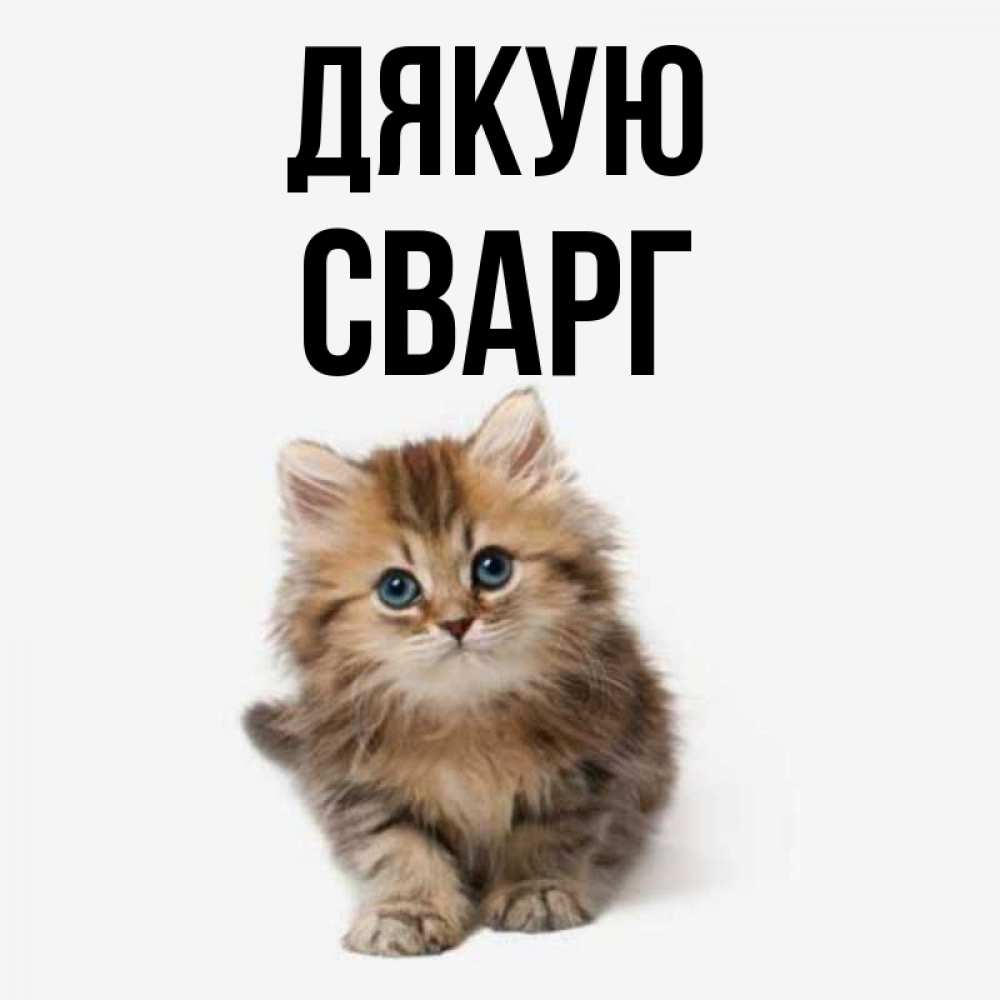 Открытка на каждый день з підписом, Сварг Дякую пушистый котик Прикольна листівка з побажанням онлайн скачати безкоштовно 