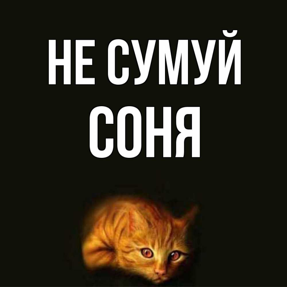 Открытка на каждый день з підписом, Соня Не сумуй лежащий кот в темноте Прикольна листівка з побажанням онлайн скачати безкоштовно 