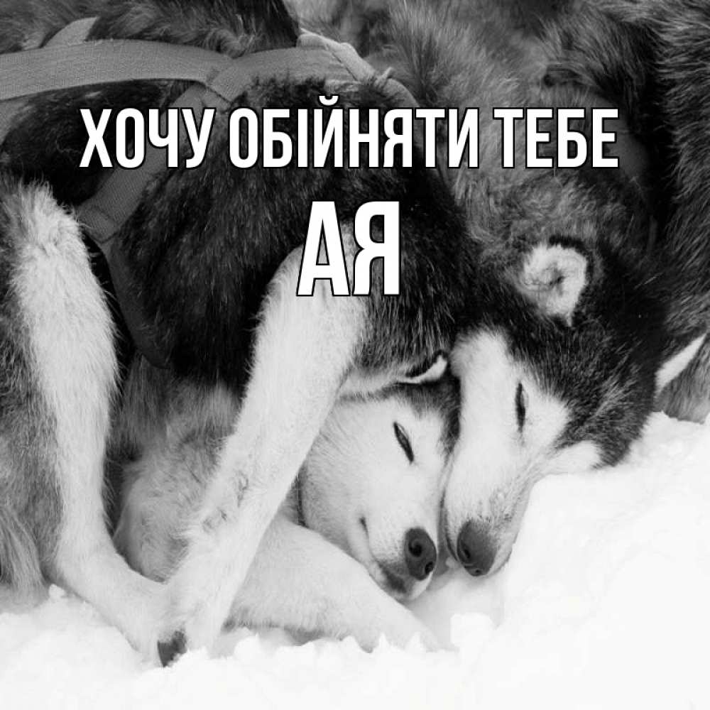 Открытка на каждый день з підписом, Ая Хочу обійняти тебе собачки в упряжке Прикольна листівка з побажанням онлайн скачати безкоштовно 