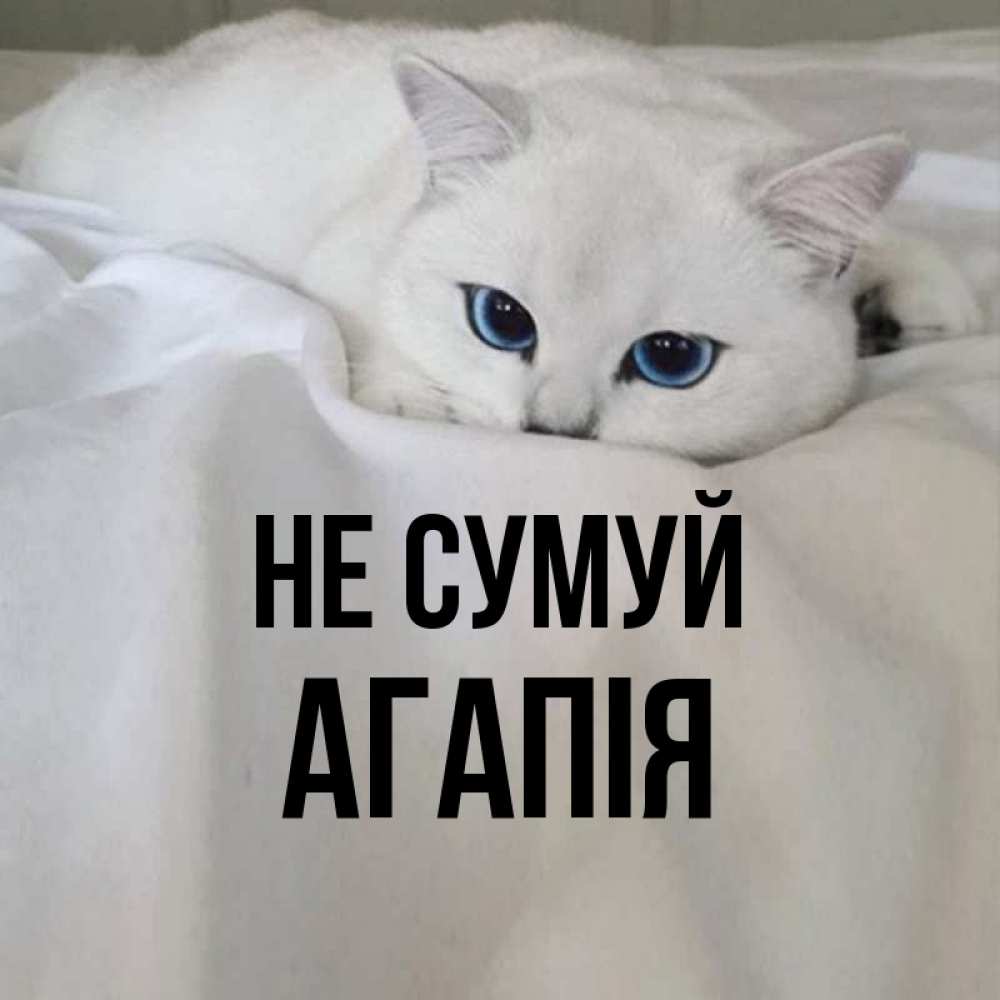 Открытка на каждый день з підписом, Агапія Не сумуй Голубоглазая кошка Прикольна листівка з побажанням онлайн скачати безкоштовно 