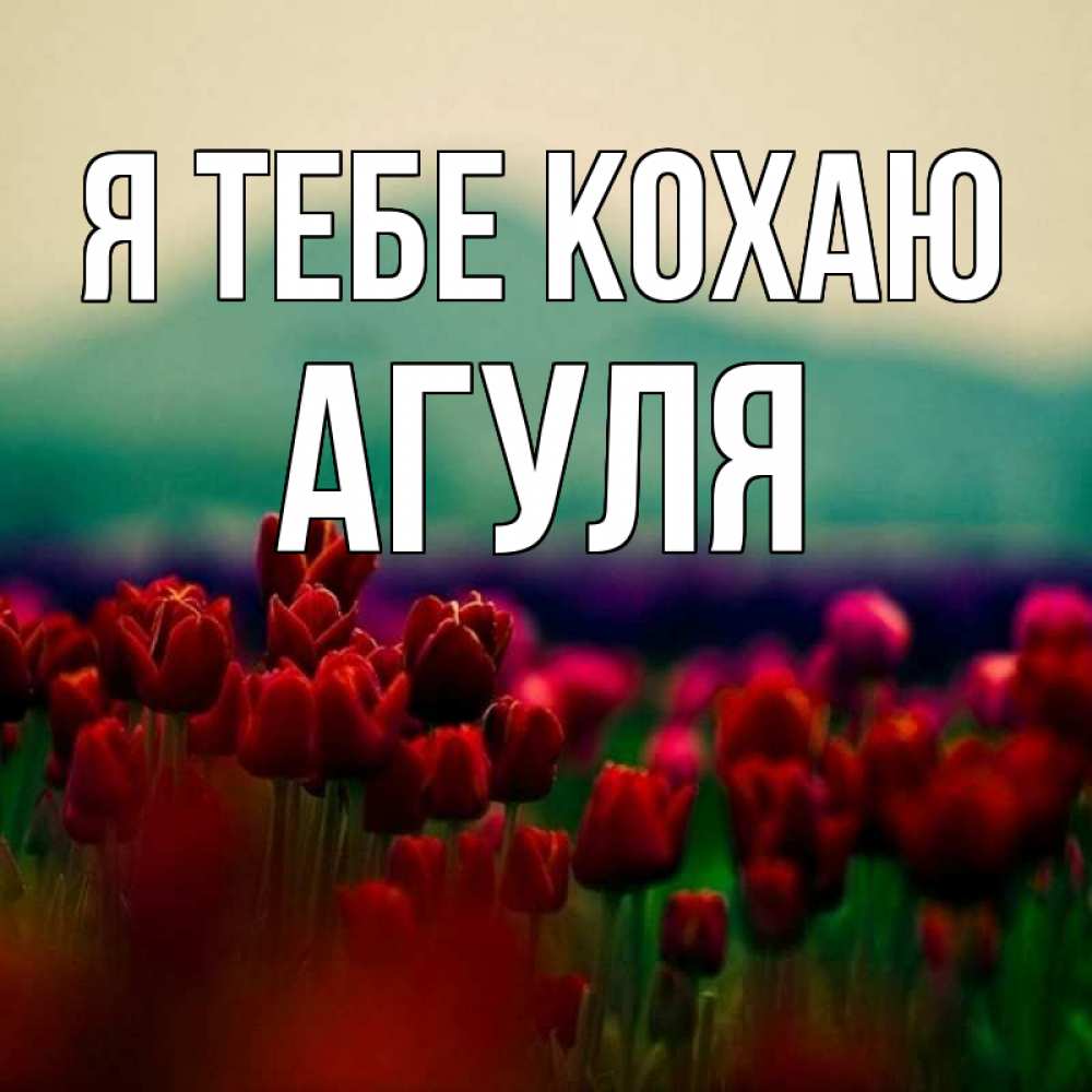 Открытка на каждый день з підписом, Агуля Я тебе кохаю тюльпаны 4 Прикольна листівка з побажанням онлайн скачати безкоштовно 