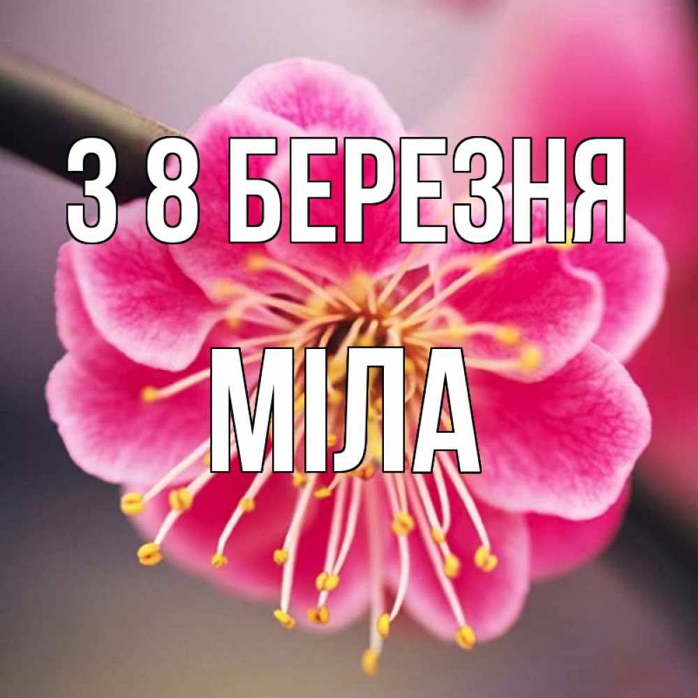 Открытка на каждый день з підписом, Міла З 8 БЕРЕЗНЯ цветы Прикольна листівка з побажанням онлайн скачати безкоштовно 