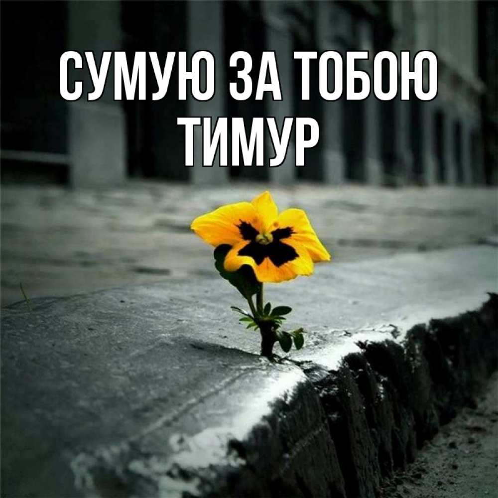 Открытка на каждый день з підписом, Тимур Сумую за тобою надеюсь будет лучше Прикольна листівка з побажанням онлайн скачати безкоштовно 