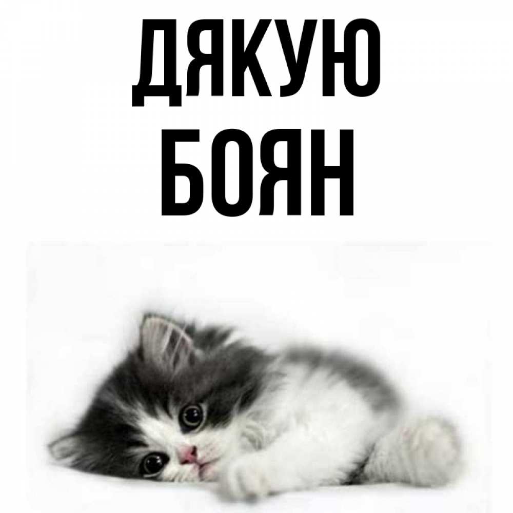 Открытка на каждый день з підписом, Боян Дякую черный и белый кот Прикольна листівка з побажанням онлайн скачати безкоштовно 