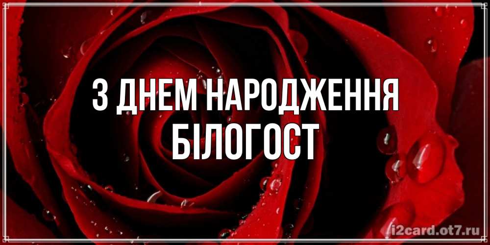Открытка на каждый день з підписом, Білогост З Днем народження крупная бордовая роза Прикольна листівка з побажанням онлайн скачати безкоштовно 