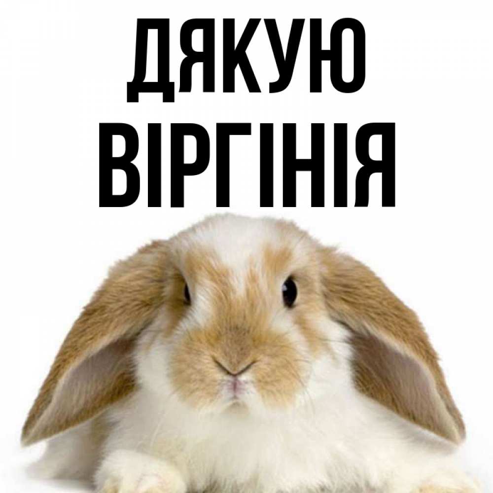 Открытка на каждый день з підписом, Віргінія Дякую коричнево белый заяц Прикольна листівка з побажанням онлайн скачати безкоштовно 