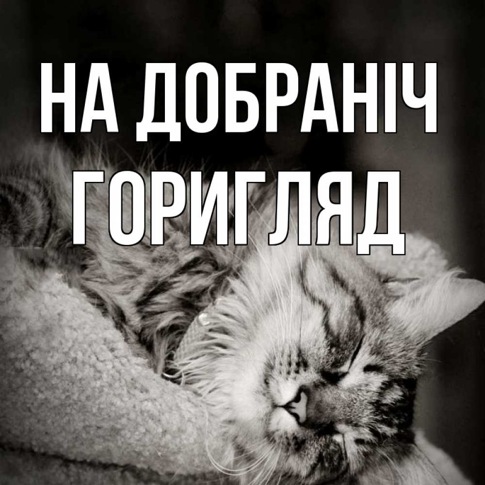 Открытка на каждый день з підписом, Горигляд На добраніч котярик пушистый Прикольна листівка з побажанням онлайн скачати безкоштовно 