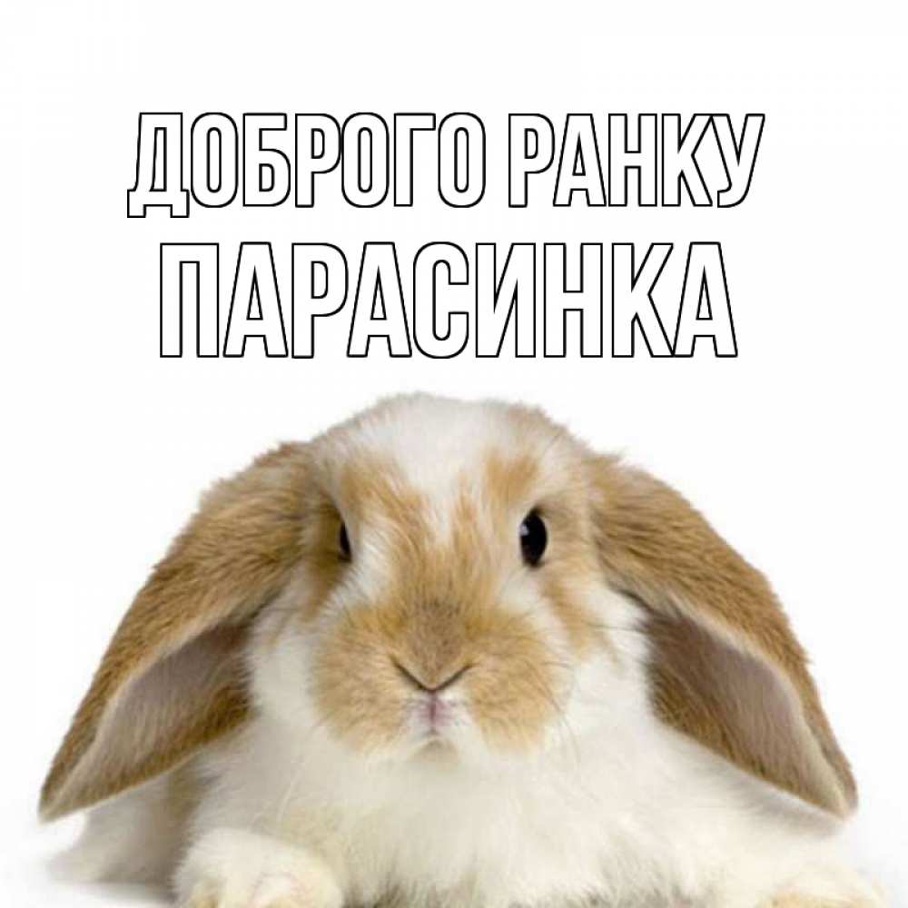 Открытка на каждый день з підписом, Парасинка Доброго ранку прикольные открытки на каждый день Прикольна листівка з побажанням онлайн скачати безкоштовно 