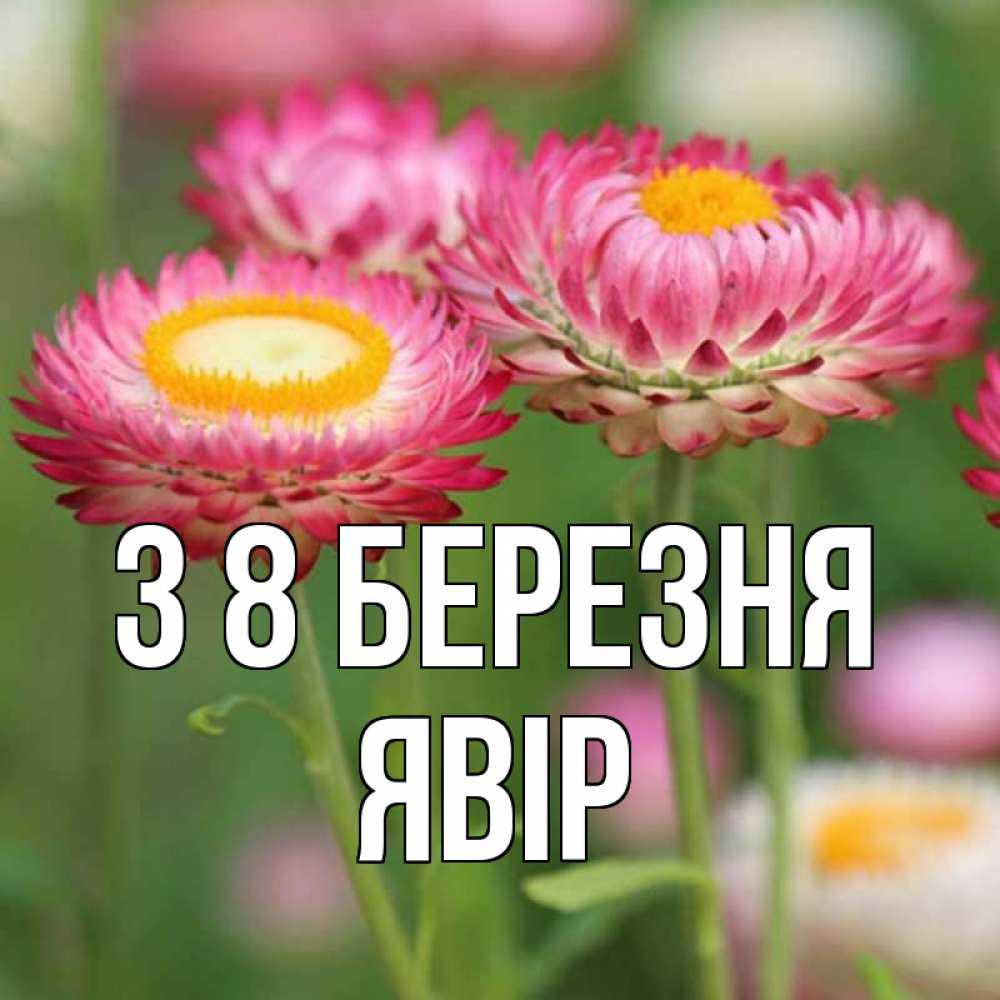Открытка на каждый день з підписом, Явір З 8 БЕРЕЗНЯ подарок на международный женский день Прикольна листівка з побажанням онлайн скачати безкоштовно 