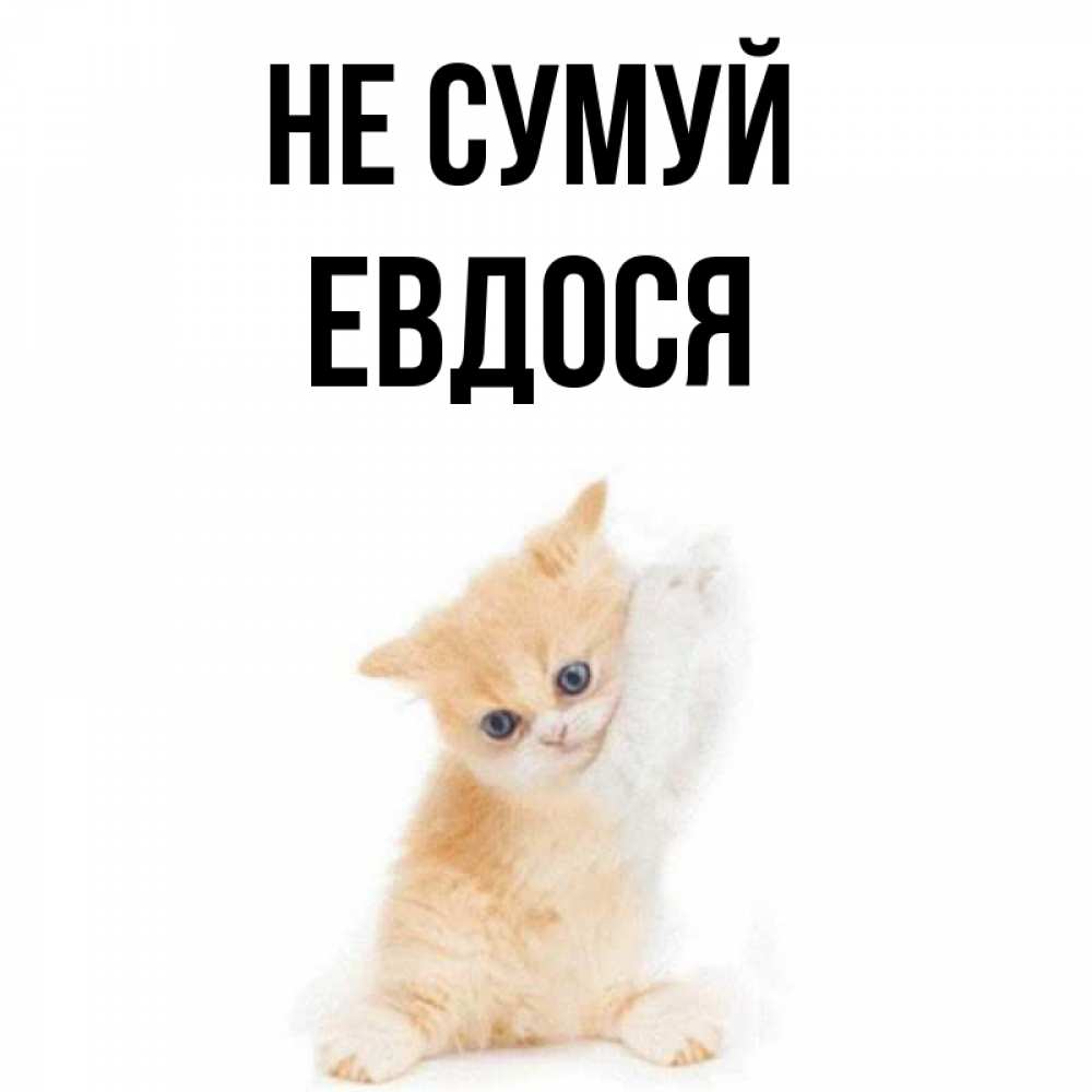 Открытка на каждый день з підписом, Евдося Не сумуй просящий кот Прикольна листівка з побажанням онлайн скачати безкоштовно 