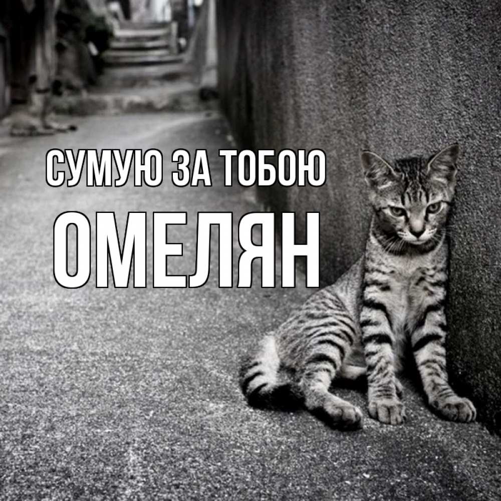 Открытка на каждый день з підписом, Омелян Сумую за тобою одиноко котику Прикольна листівка з побажанням онлайн скачати безкоштовно 