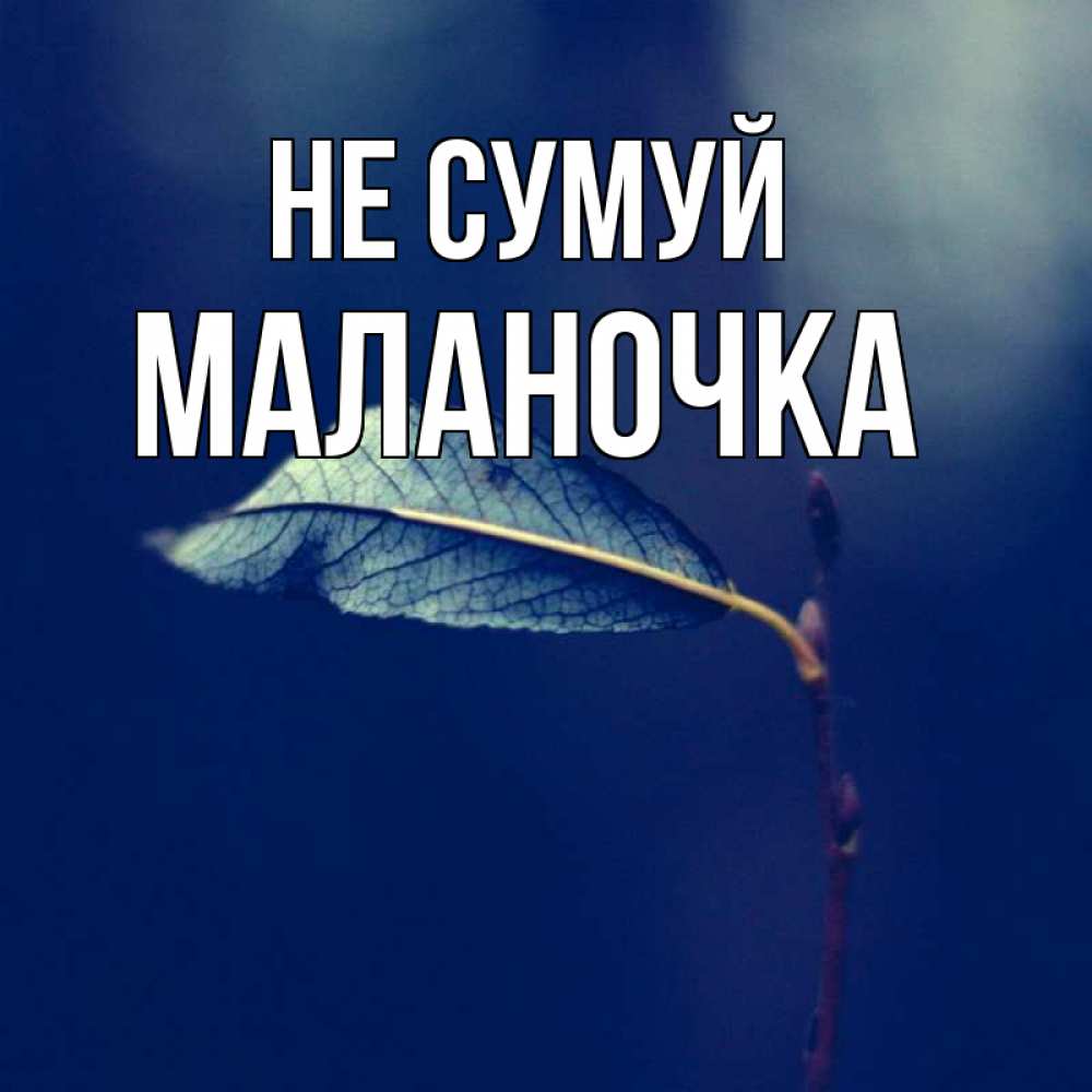 Открытка на каждый день з підписом, Маланочка Не сумуй растение Прикольна листівка з побажанням онлайн скачати безкоштовно 