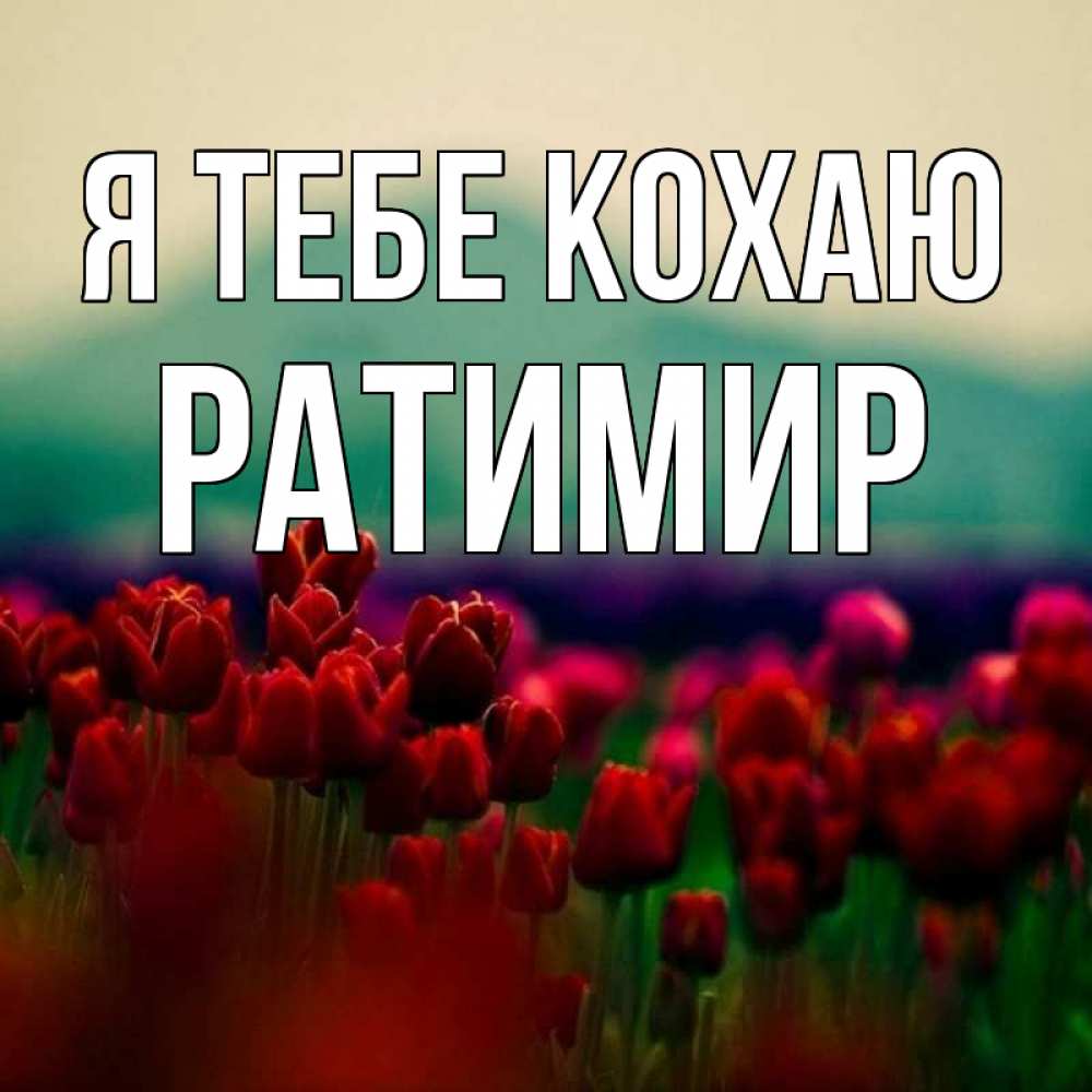 Открытка на каждый день з підписом, Ратимир Я тебе кохаю тюльпаны 4 Прикольна листівка з побажанням онлайн скачати безкоштовно 