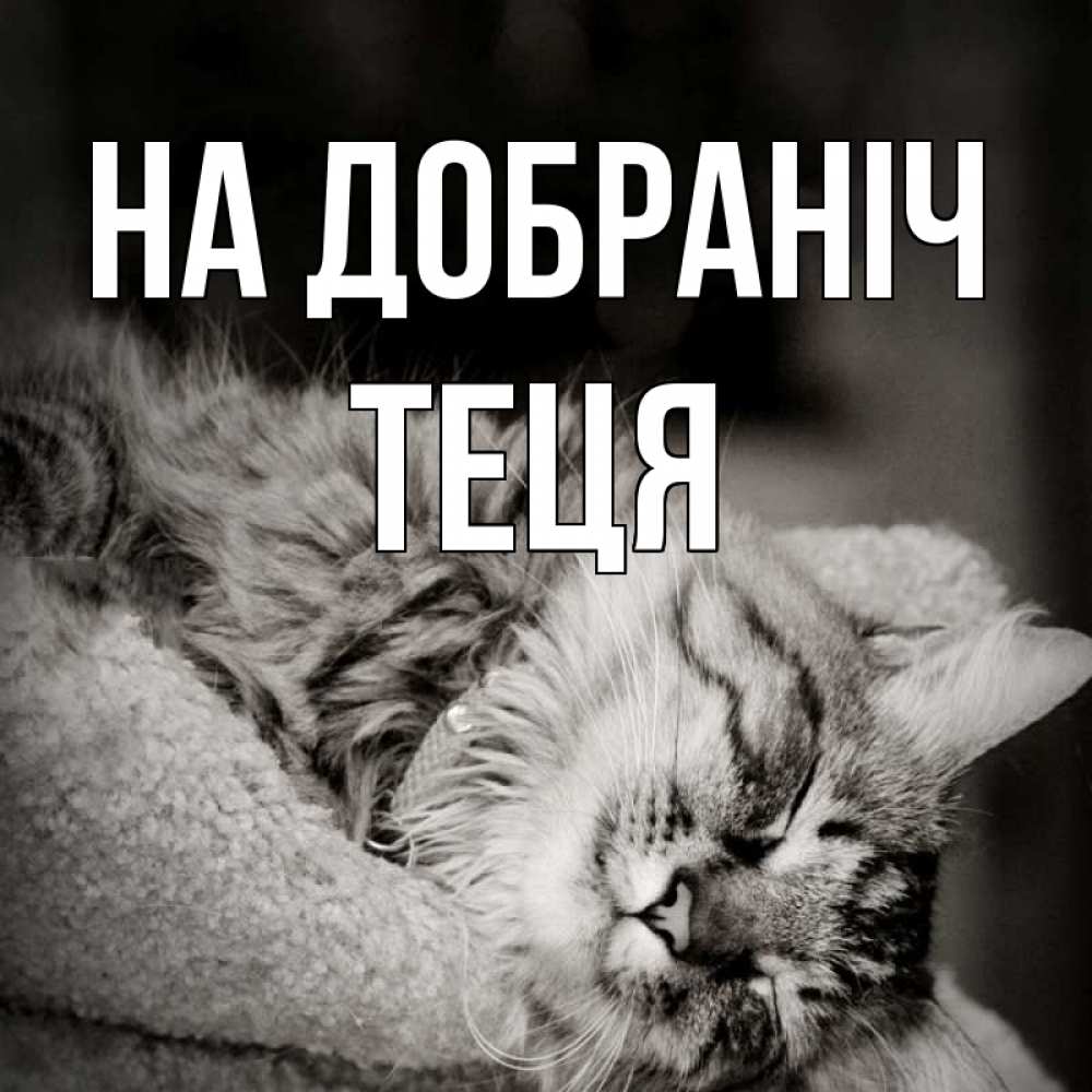 Открытка на каждый день з підписом, Теця На добраніч котярик пушистый Прикольна листівка з побажанням онлайн скачати безкоштовно 